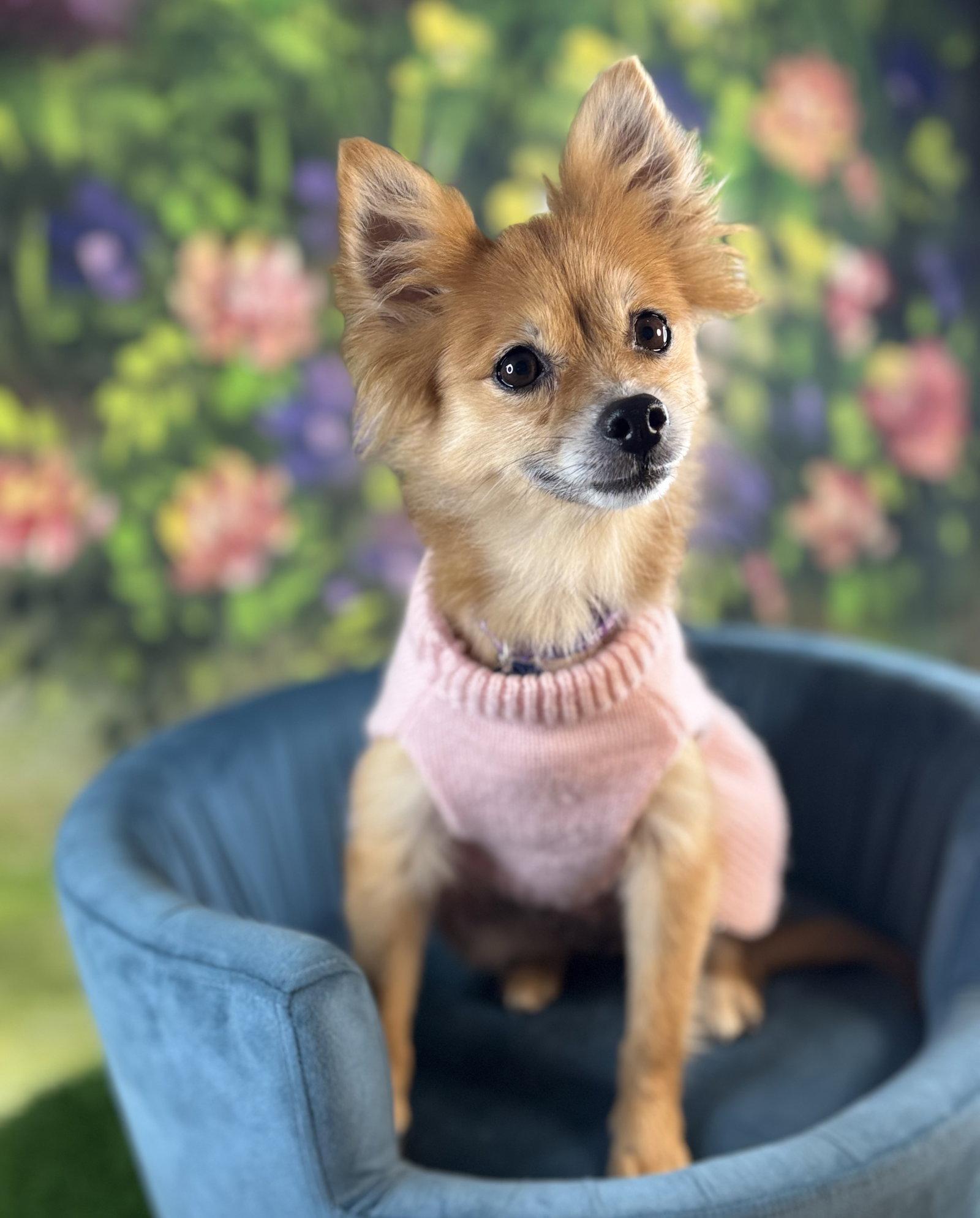 Enlarge Daisy Duke, a Adoptable Pomeranian in Garland, TX image 2/3
