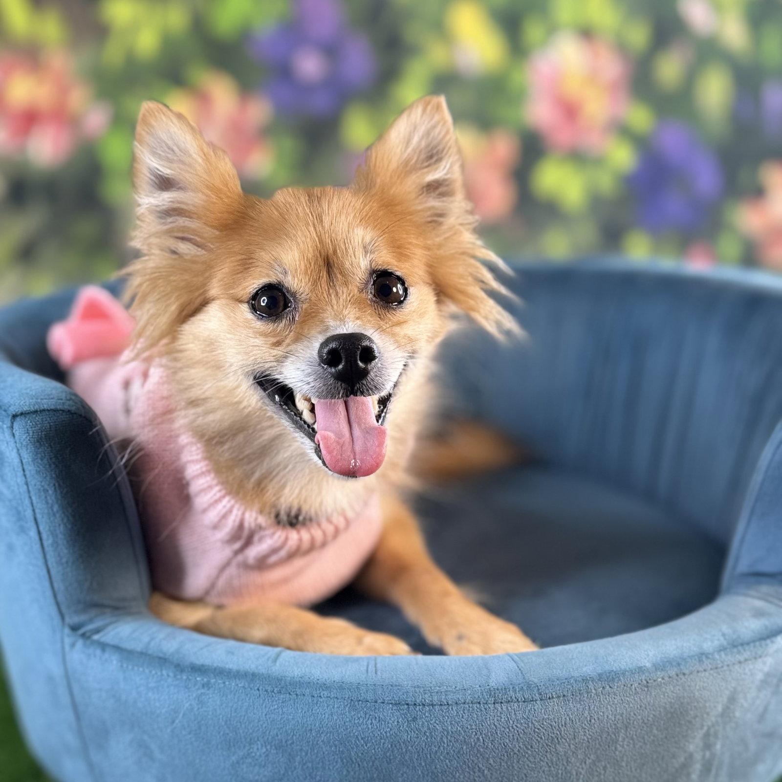 Enlarge Daisy Duke, a Adoptable Pomeranian in Garland, TX image 3/3