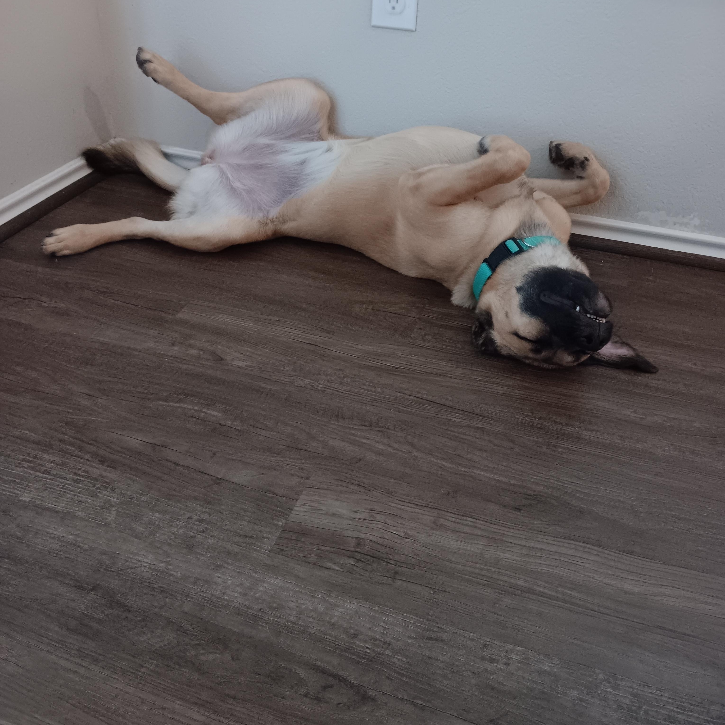 Enlarge LILY, a Adoptable mixed breed in Lakeway, TX image 1/5