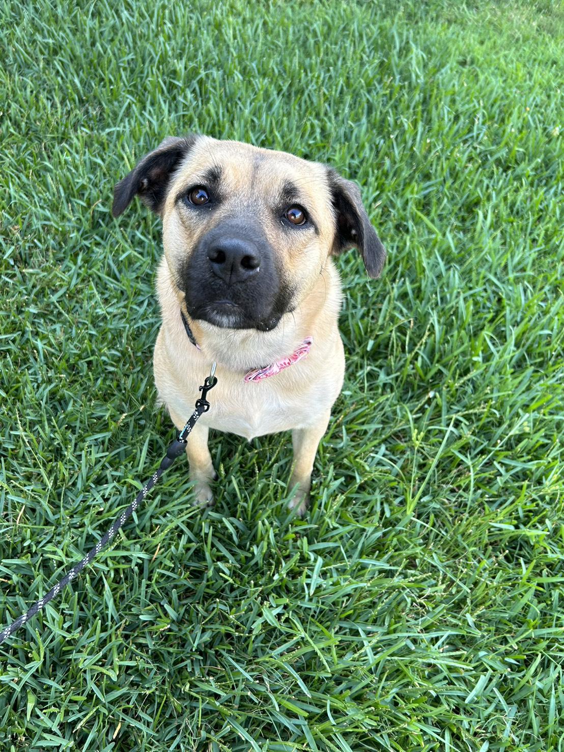 Enlarge LILY, a Adoptable mixed breed in Lakeway, TX image 3/5