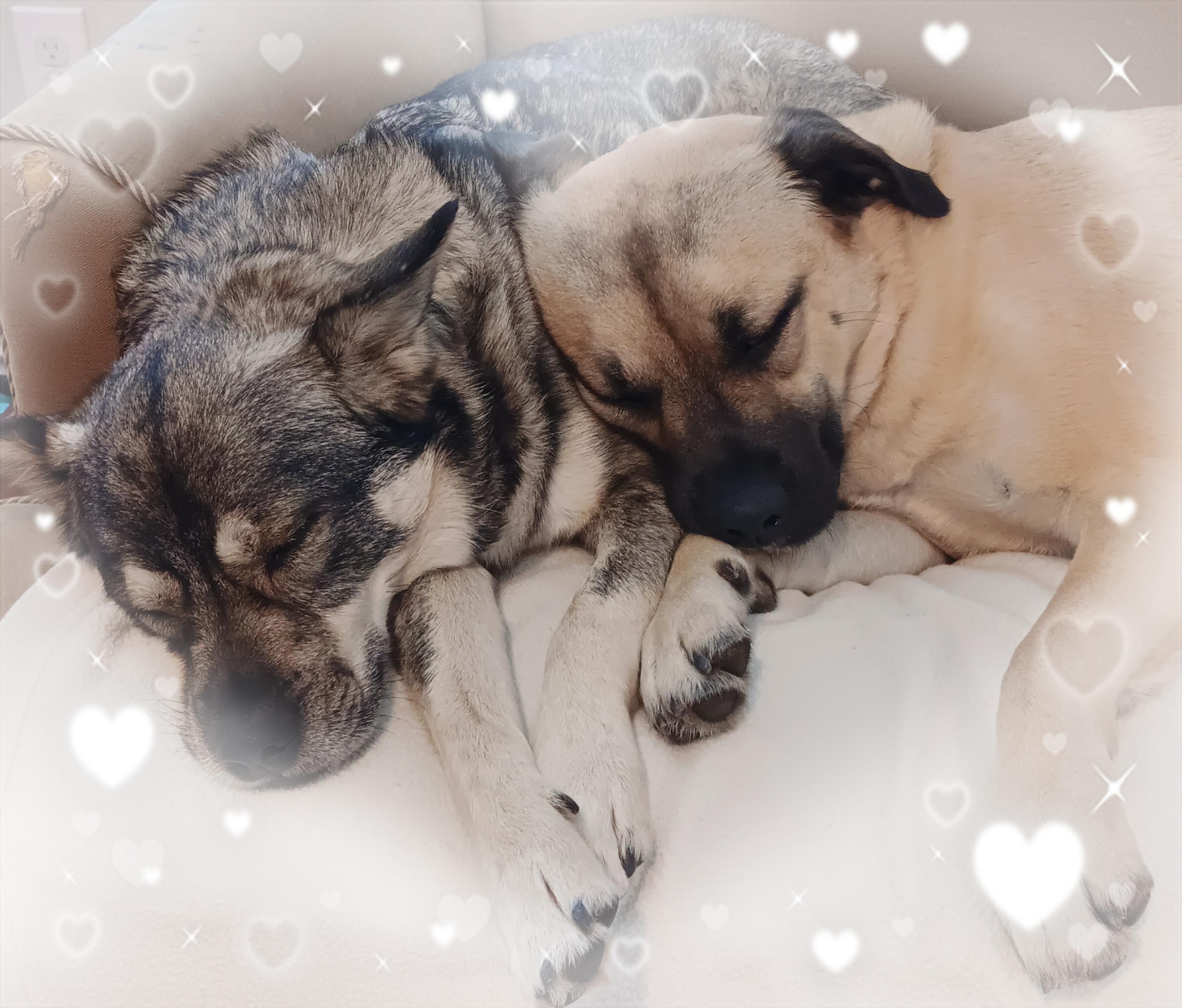 Enlarge LILY, a Adoptable mixed breed in Lakeway, TX image 4/5