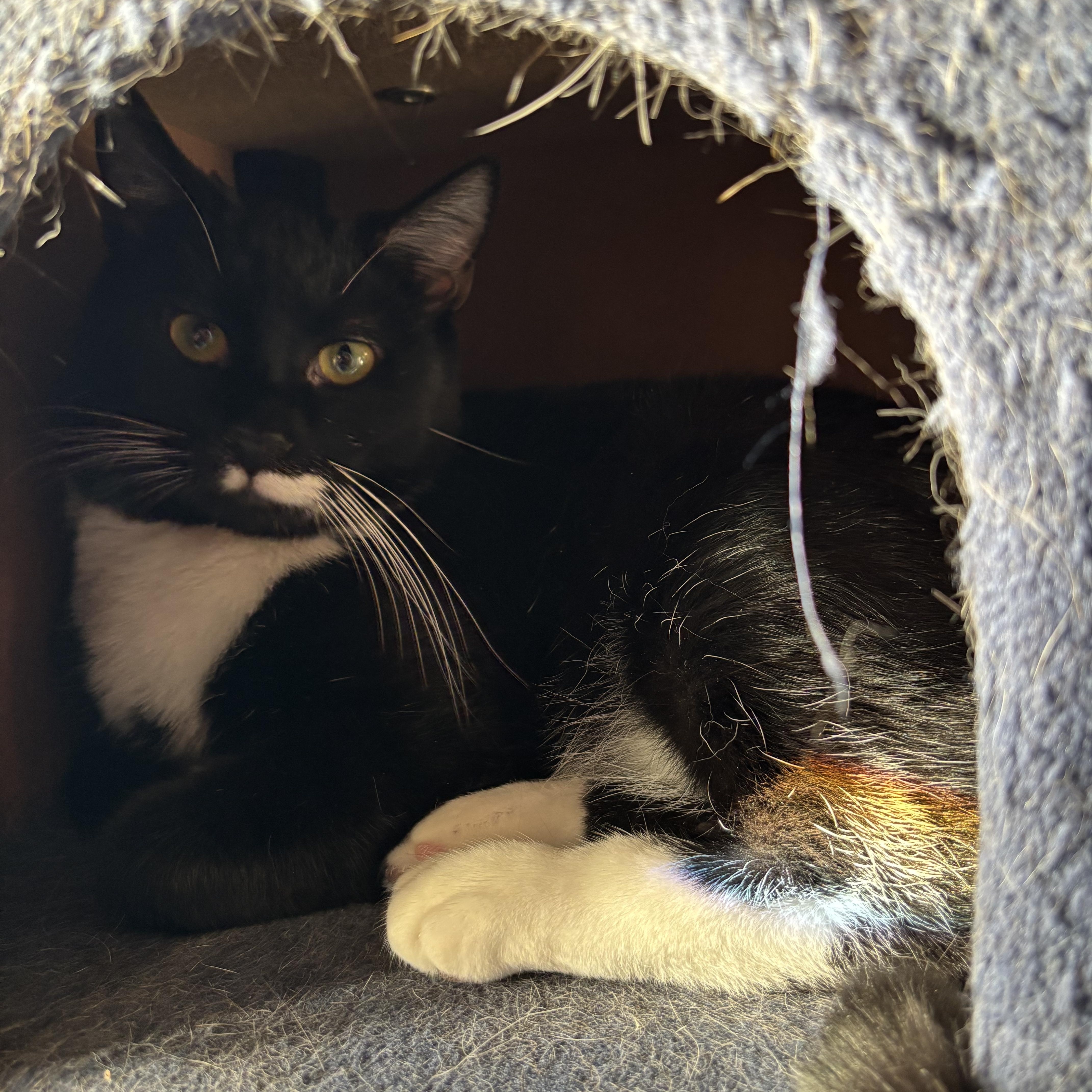 Domino photo 2
