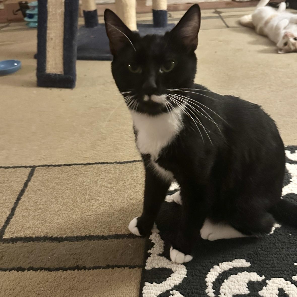 Domino