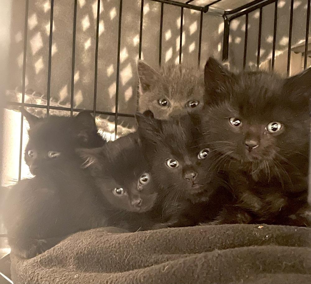 Dot, Adoptable, Kitten Female Domestic Short Hair.