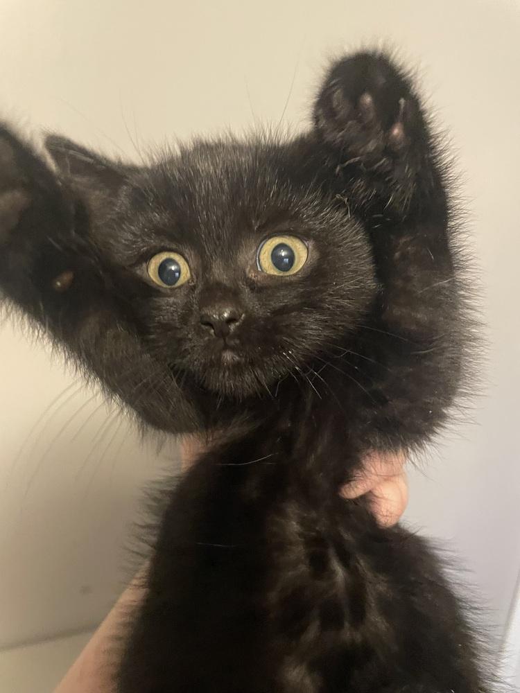 Enlarge Dot, a Adoptable Domestic Short Hair in Metamora, IL image 2/3