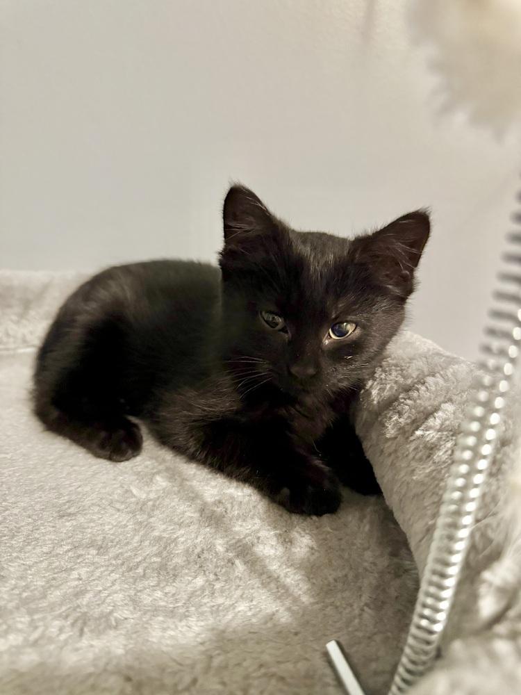 Enlarge Dot, a Adoptable Domestic Short Hair in Metamora, IL image 3/3