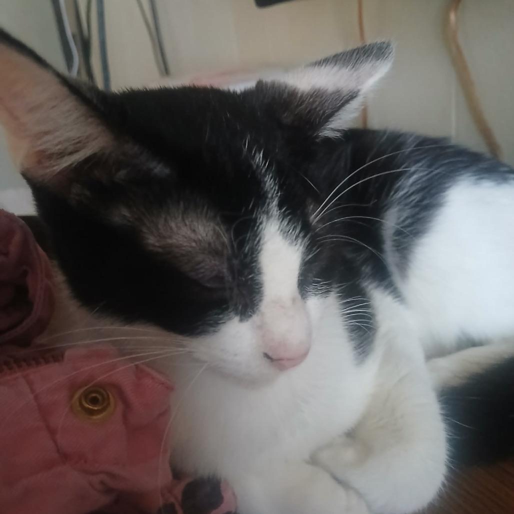 Mellow, Adoptable, Senior Female American Shorthair.