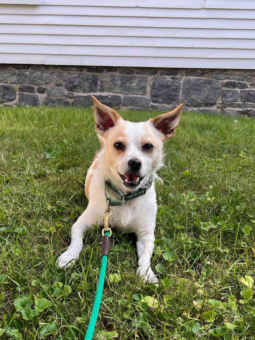 Enlarge Bacca, a ADOPTABLE mixed breed in Boston, MA image 3/5