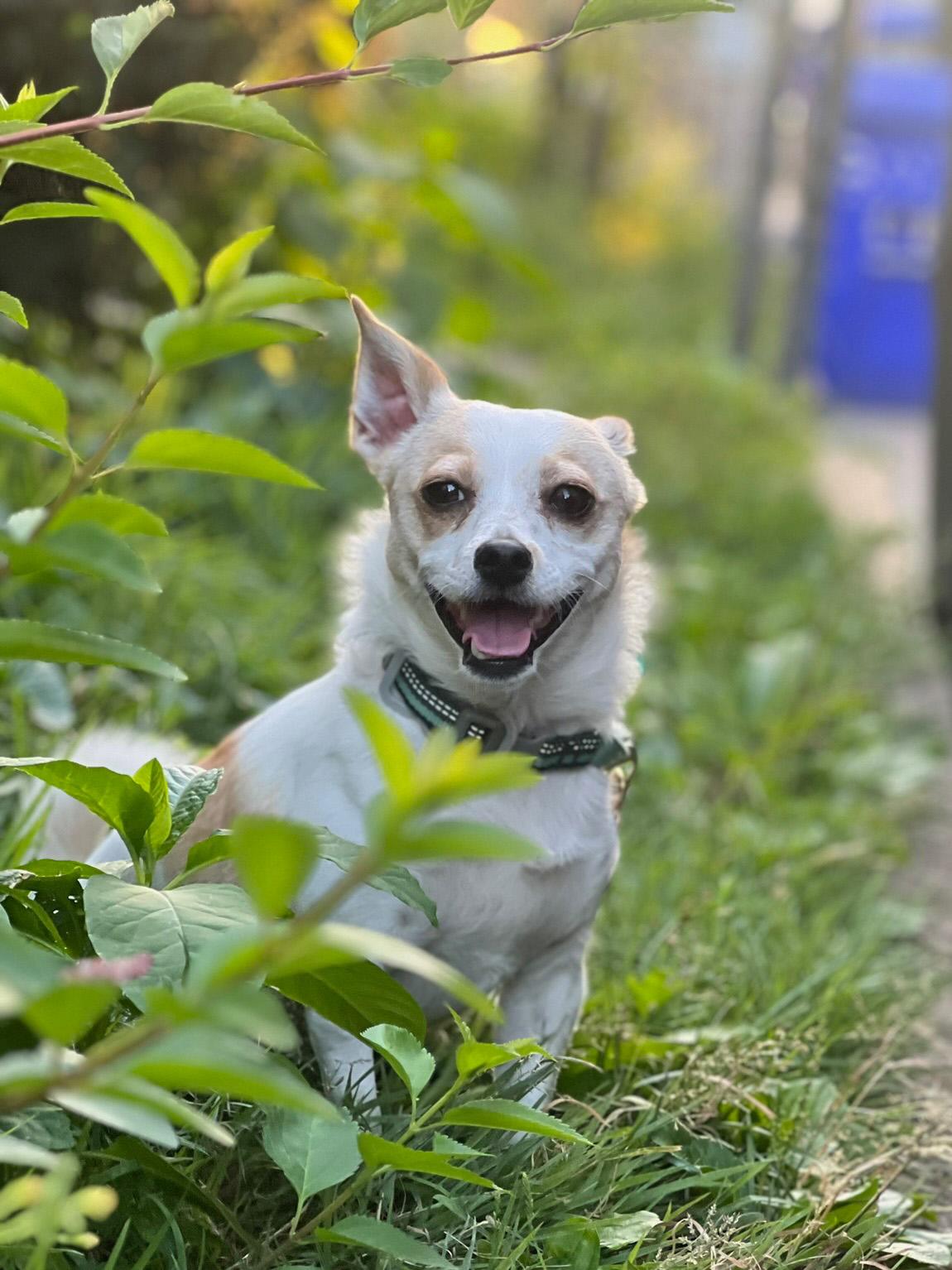 Enlarge Bacca, a ADOPTABLE mixed breed in Boston, MA image 1/5
