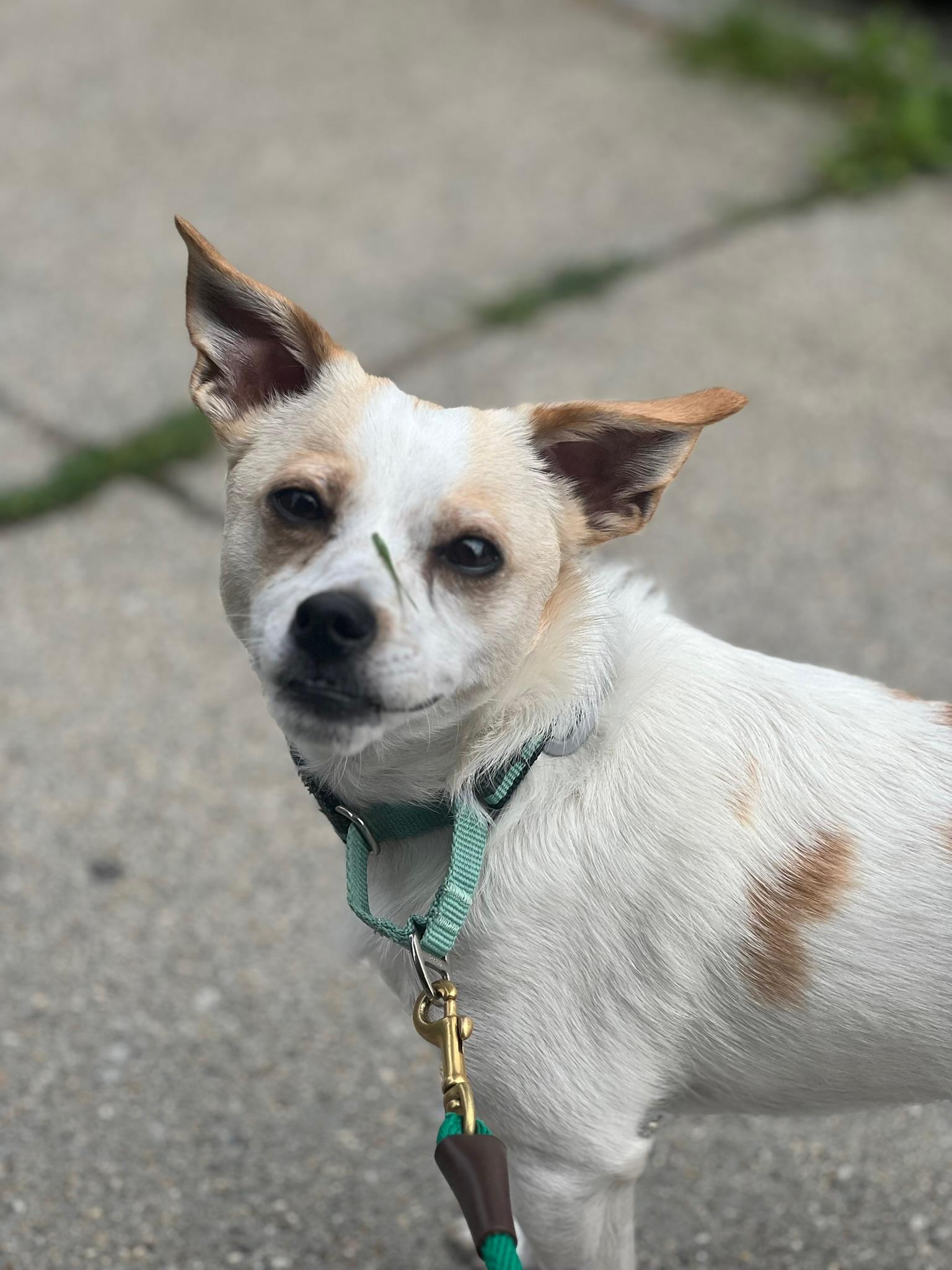 Enlarge Bacca, a ADOPTABLE mixed breed in Boston, MA image 2/5