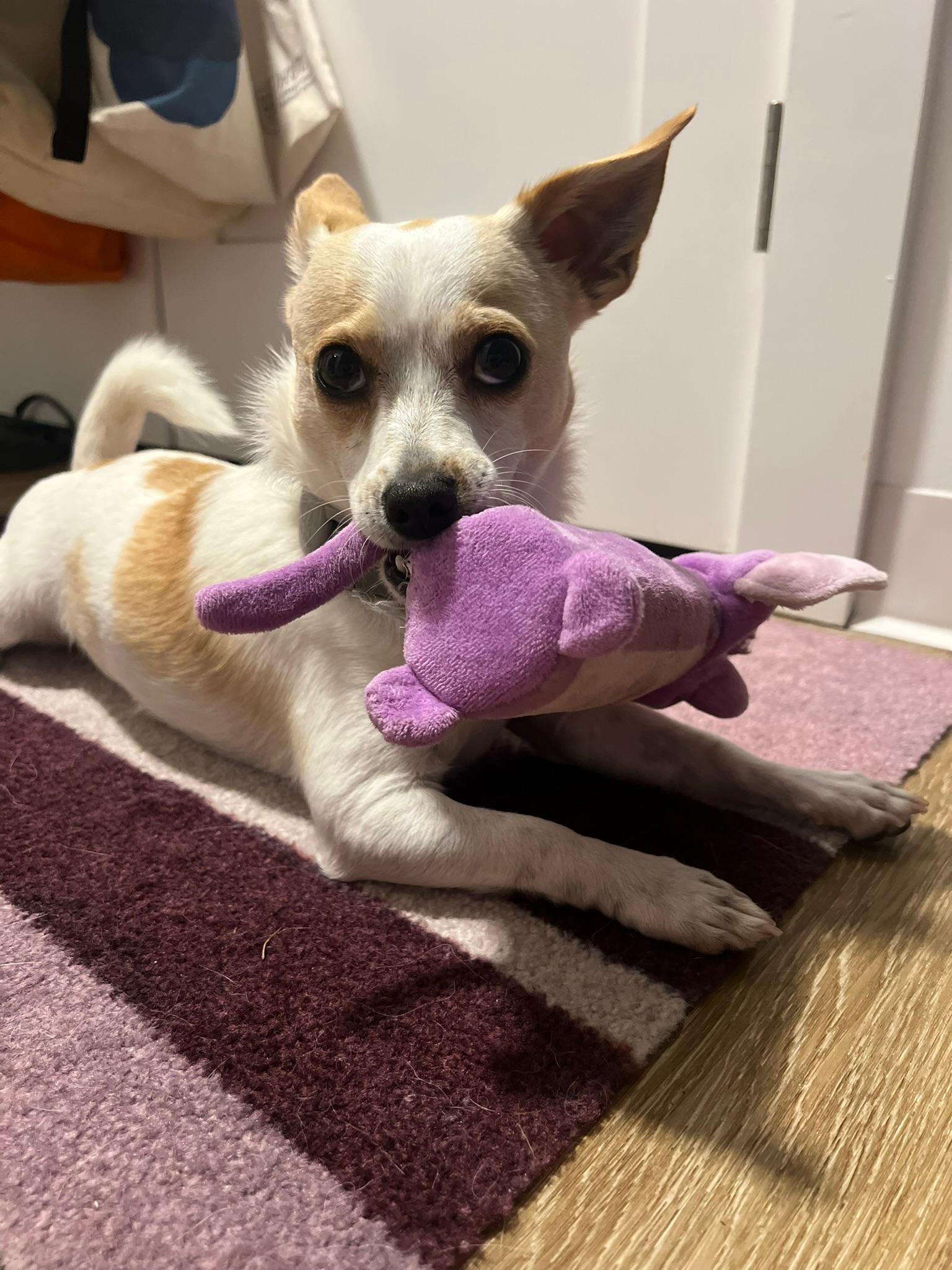 Enlarge Bacca, a ADOPTABLE mixed breed in Boston, MA image 4/5