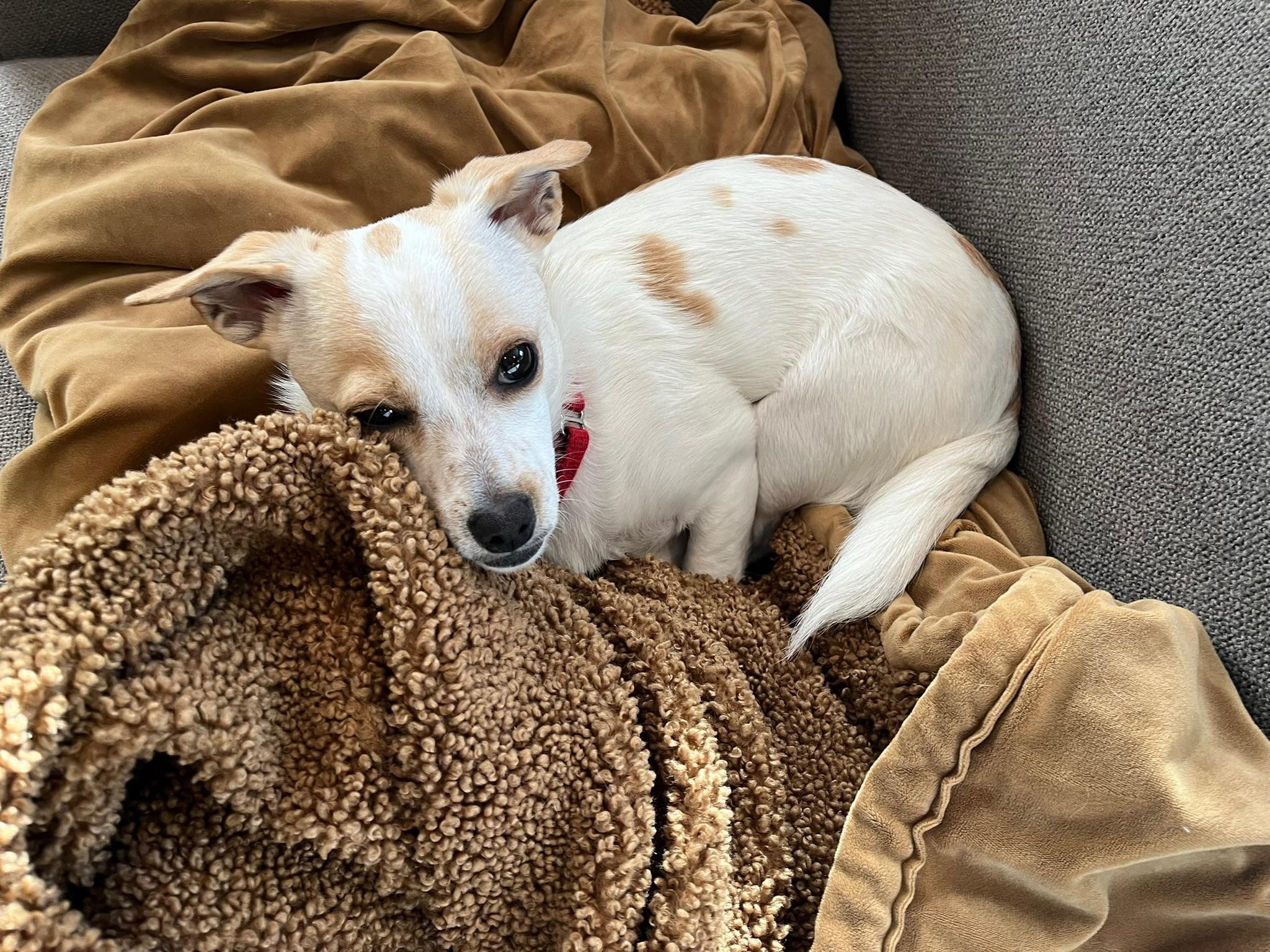 Enlarge Bacca, a ADOPTABLE mixed breed in Boston, MA image 5/5