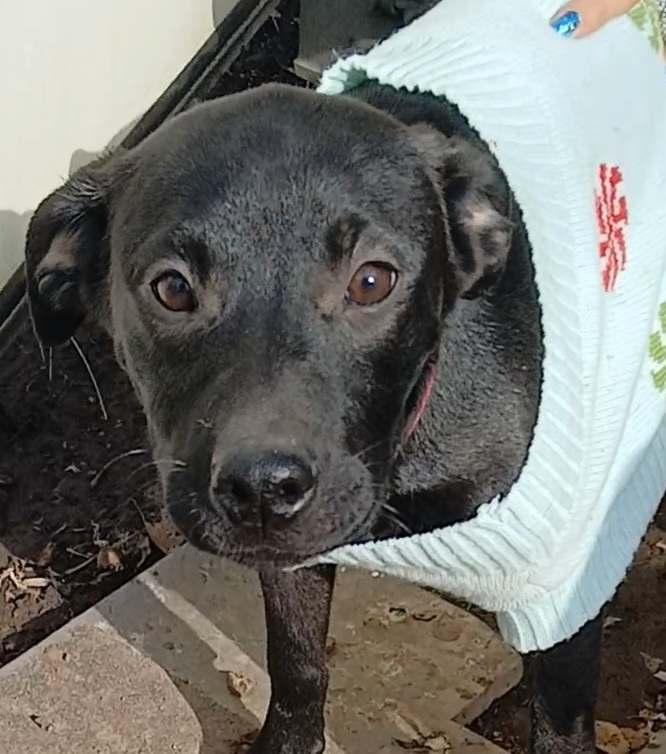 Beauty, Adopted, Puppy Female Black Labrador Retriever & Pit Bull Terrier.