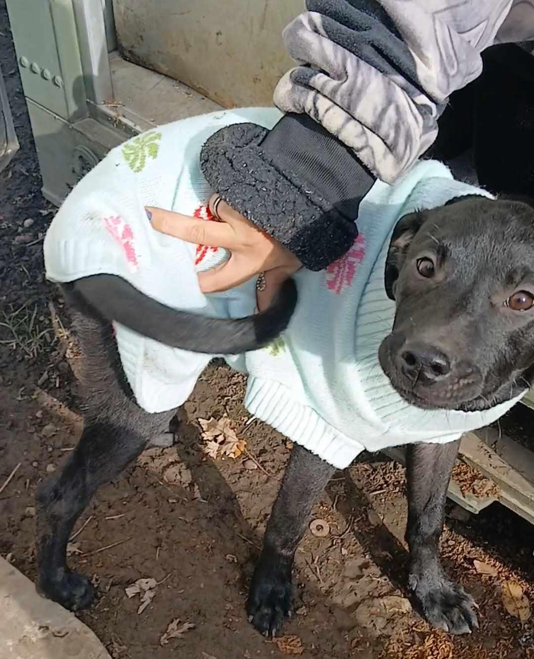 Enlarge Beauty, a Adopted mixed breed in Leavenworth, KS image 2/2