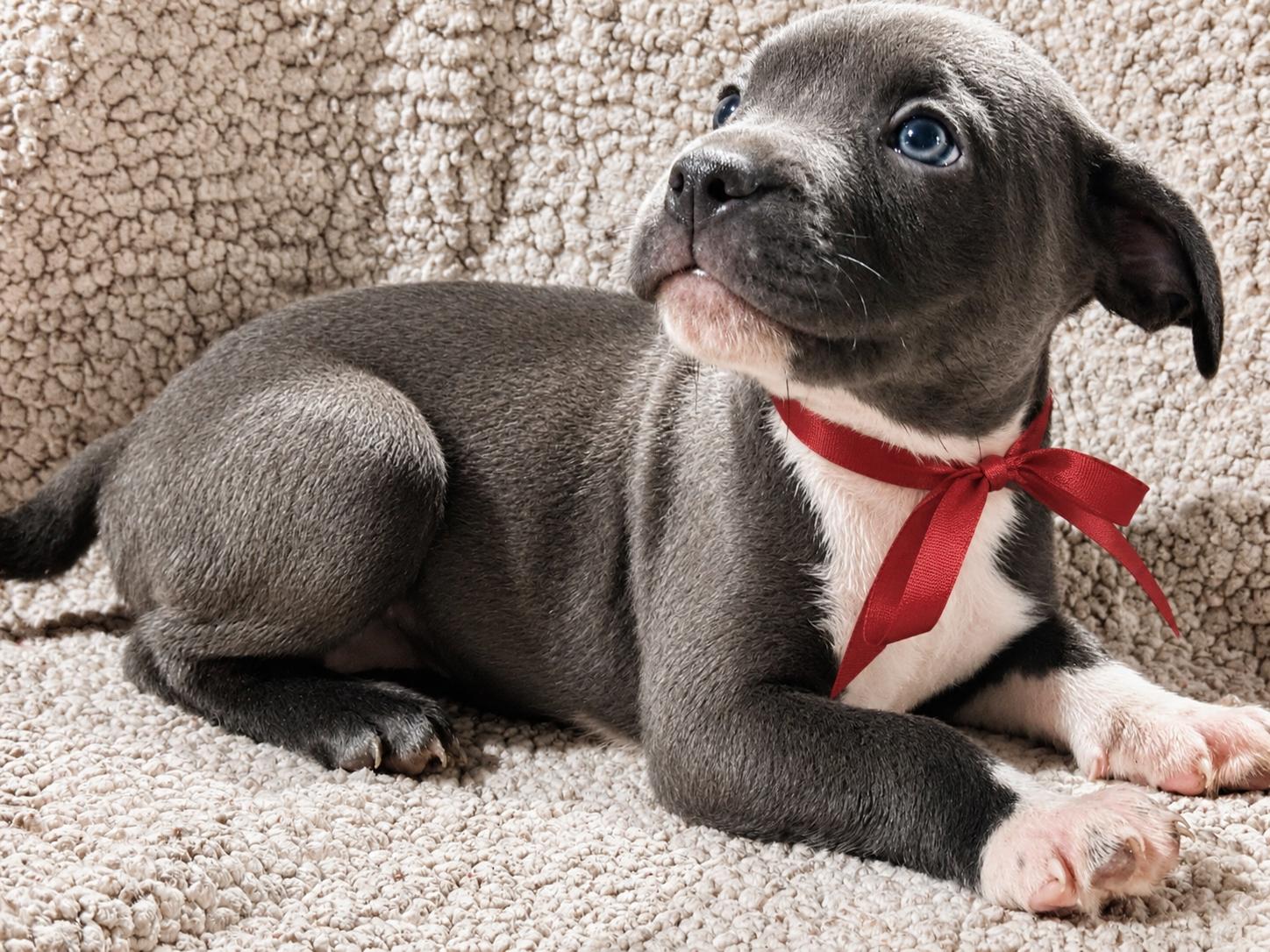 Francene, an adopted Pit Bull Terrier in Jacksonville, FL image 3/3