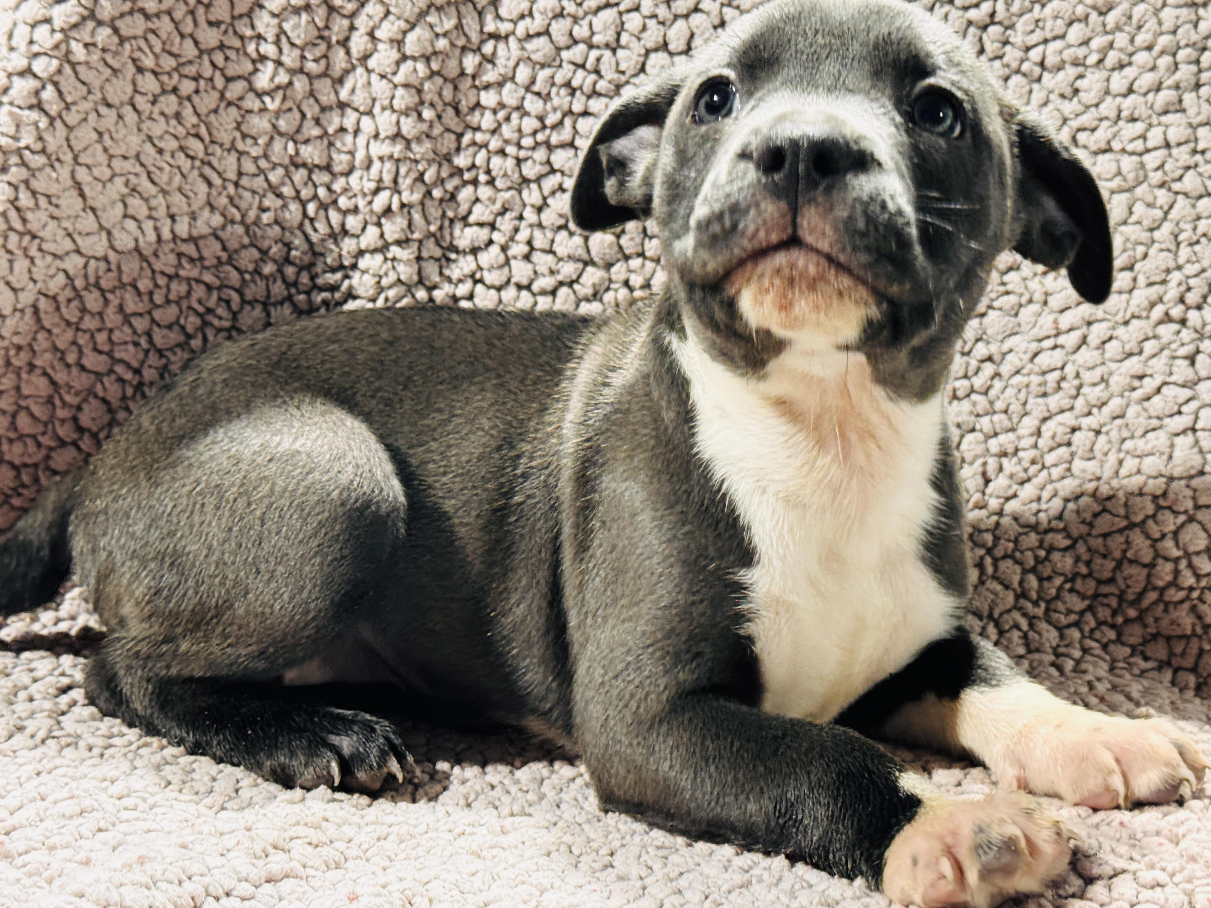 Francene, an adopted Pit Bull Terrier in Jacksonville, FL image 2/3