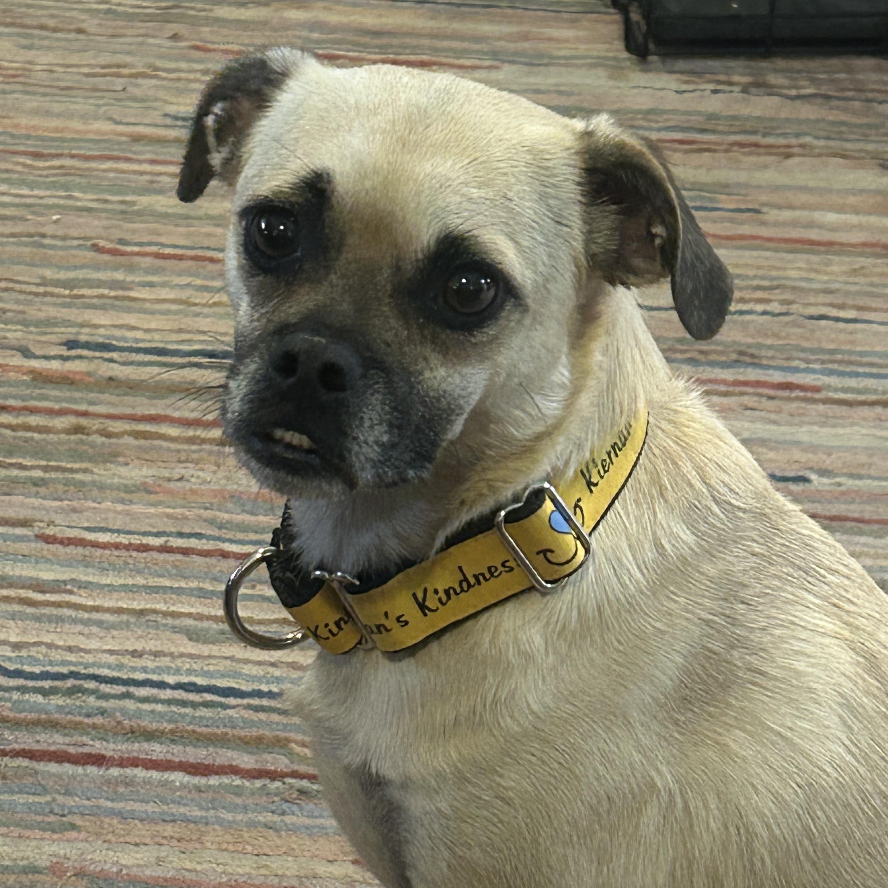 Enlarge Daisy, a Adopted mixed breed in Gilbert, AZ image 1/6