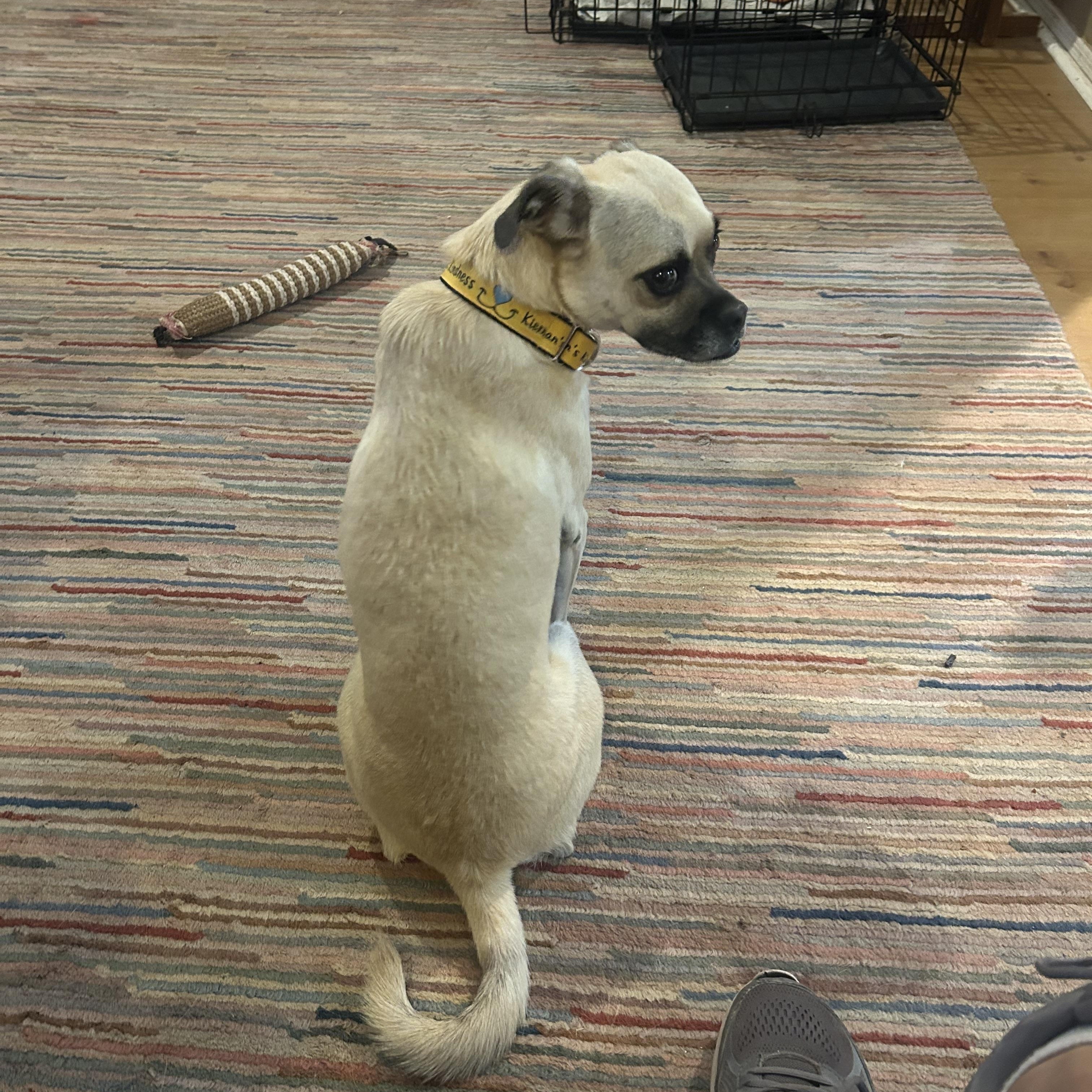 Enlarge Daisy, a Adopted mixed breed in Gilbert, AZ image 2/6