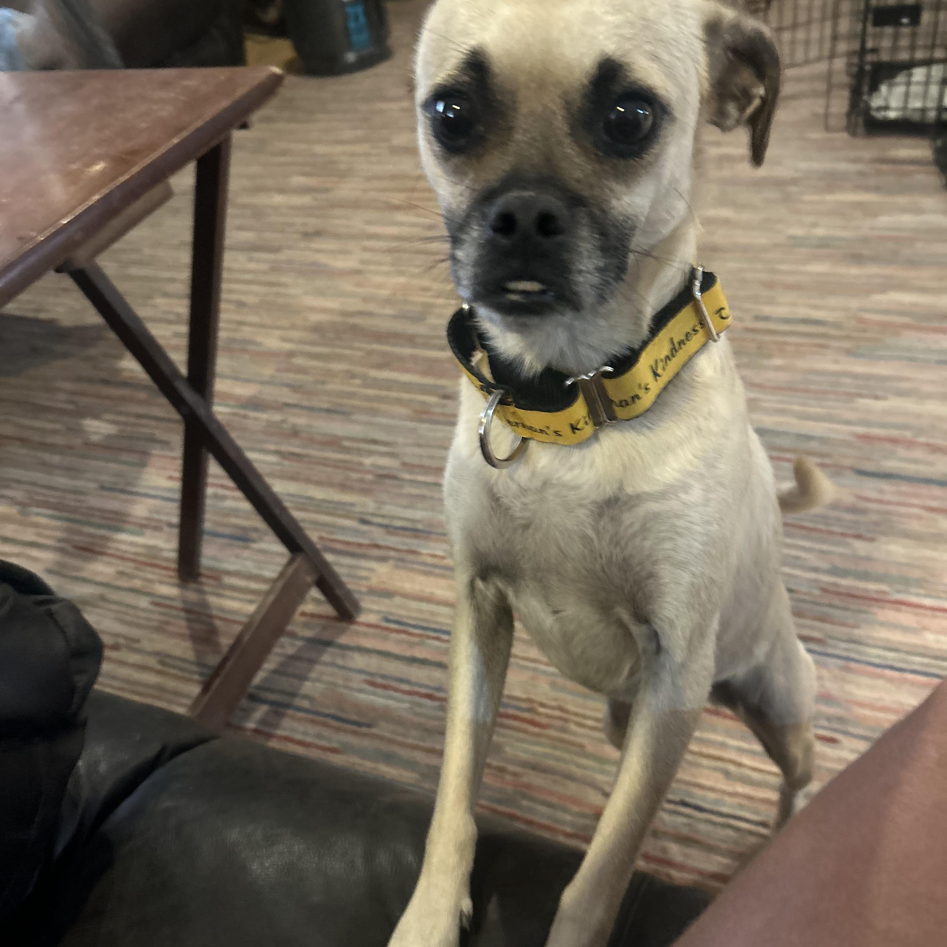 Enlarge Daisy, a Adopted mixed breed in Gilbert, AZ image 4/6