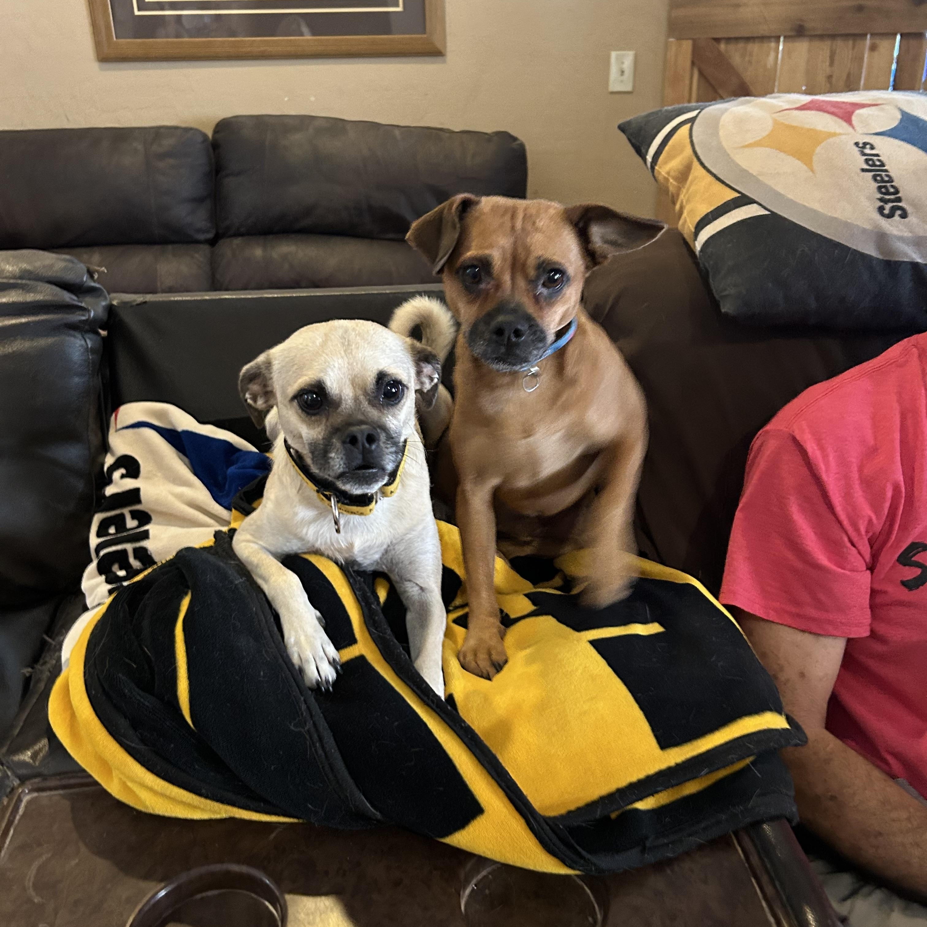 Enlarge Daisy, a Adopted mixed breed in Gilbert, AZ image 6/6