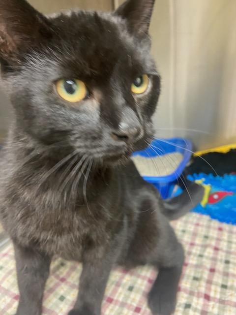 Shadow, an adoptable Domestic Short Hair in Hazleton, IA, 50641 | Photo Image 1