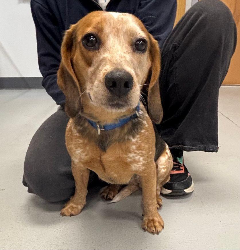 Enlarge Bagel, an adopted Beagle in Carneys Point, NJ image 2/3