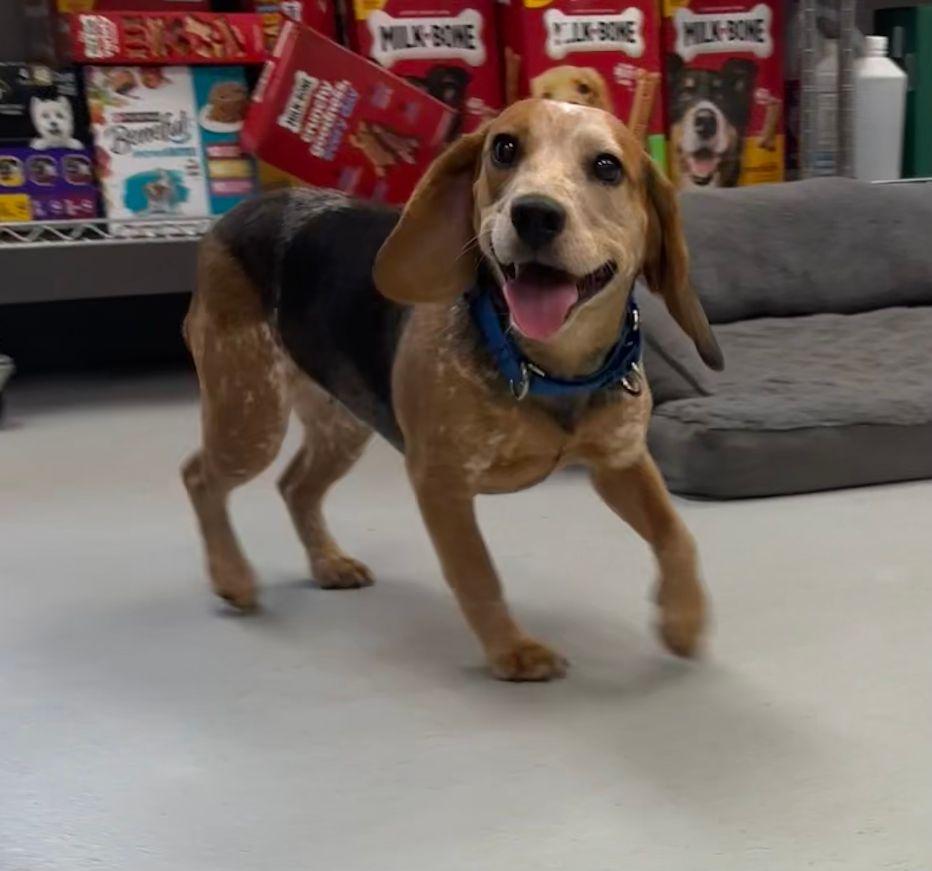 Bagel, adopted, Adult Female Beagle.