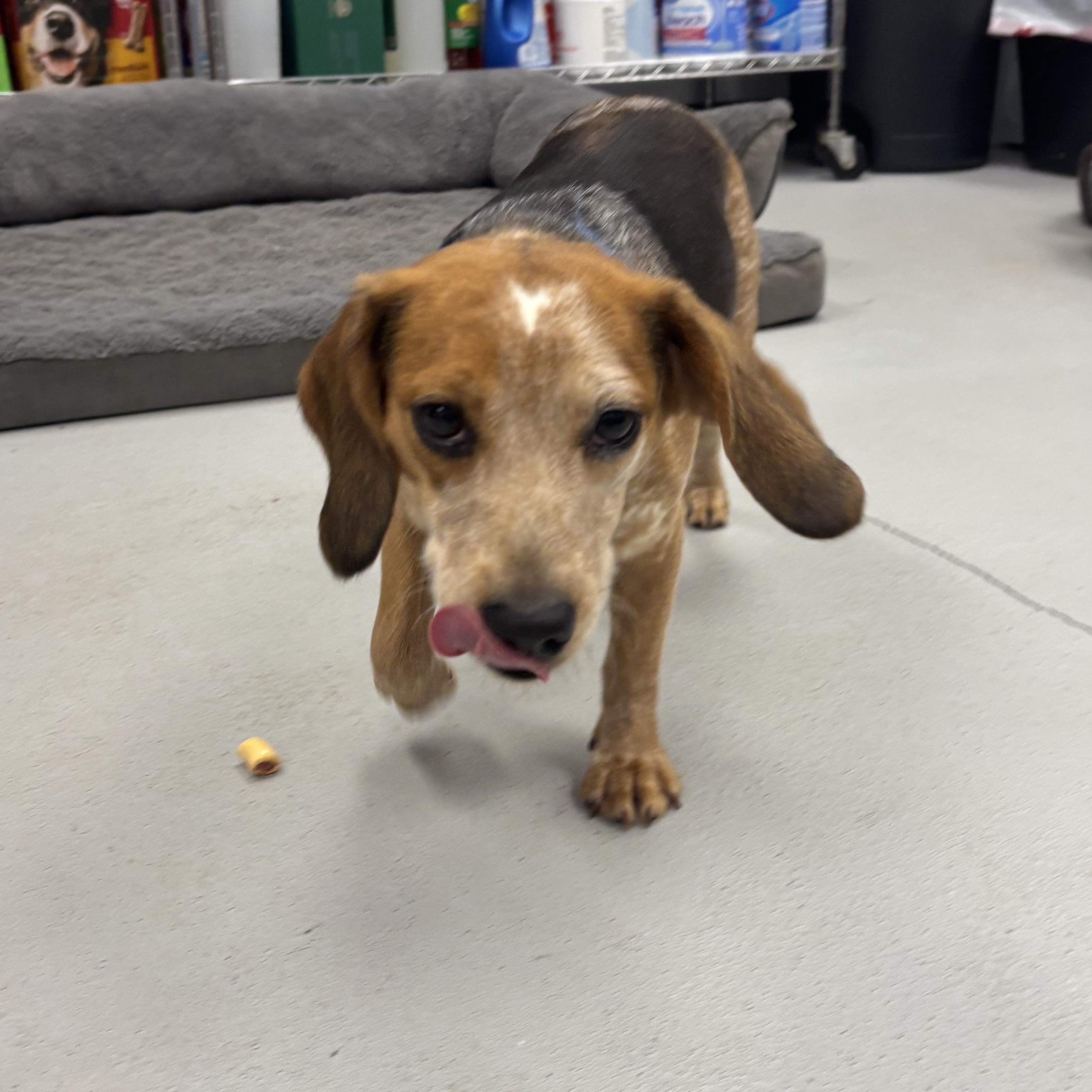 Enlarge Bagel, an adopted Beagle in Carneys Point, NJ image 3/3