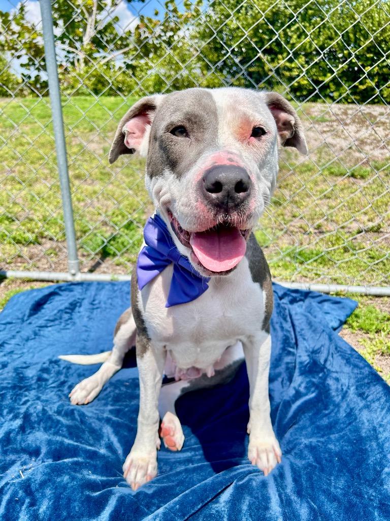 Kye, Adoptable, Young Female American Bulldog & Mixed Breed.