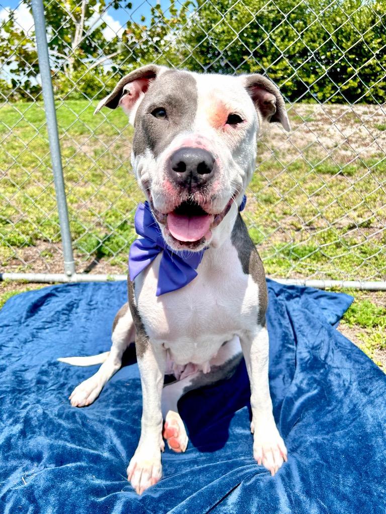 Enlarge Kye, a Adoptable mixed breed in Cape Coral, FL image 2/3