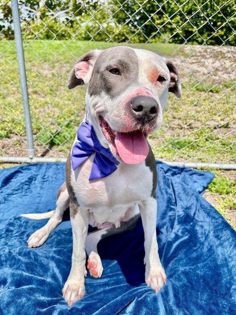 Enlarge Kye, a Adoptable mixed breed in Cape Coral, FL image 3/3