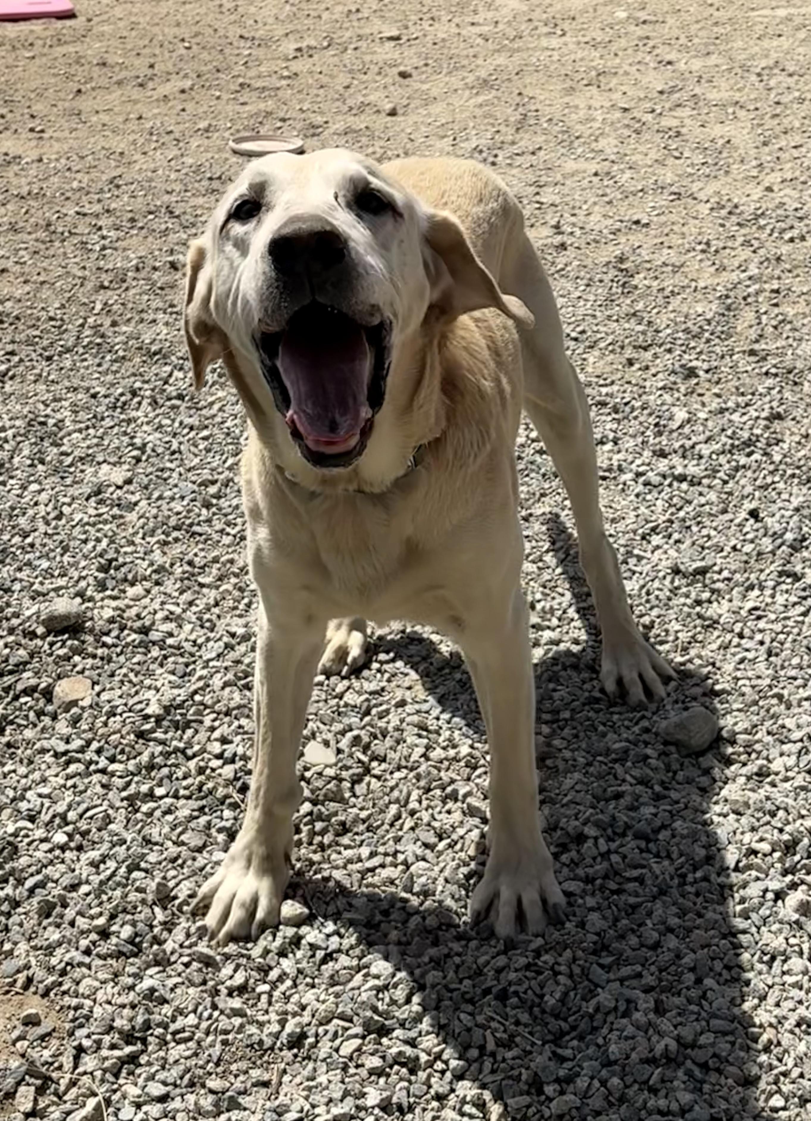 Enlarge Gronk, a ADOPTABLE Yellow Labrador Retriever in Buena Vista, CO image 2/4