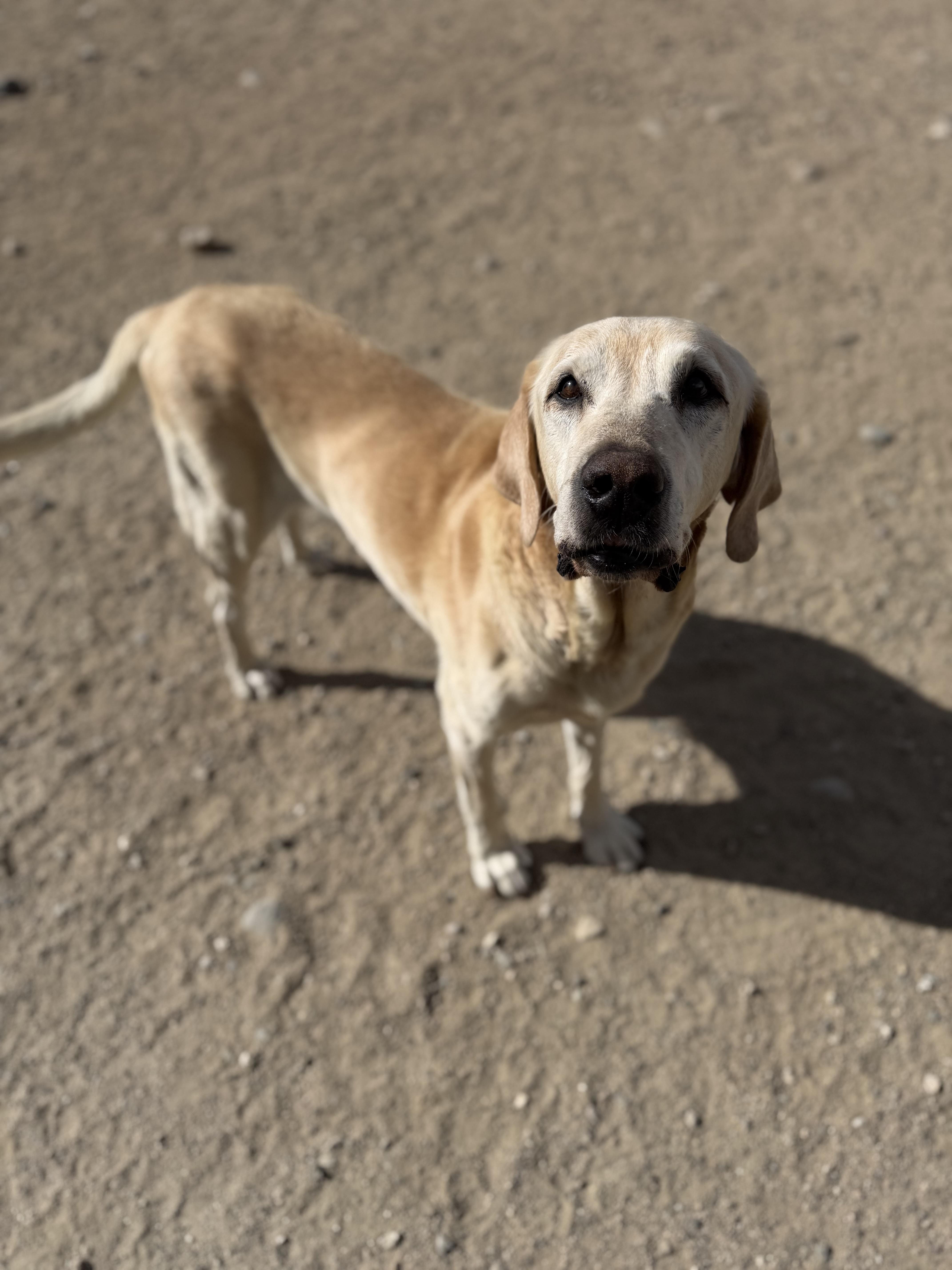 Enlarge Gronk, a ADOPTABLE Yellow Labrador Retriever in Buena Vista, CO image 4/4