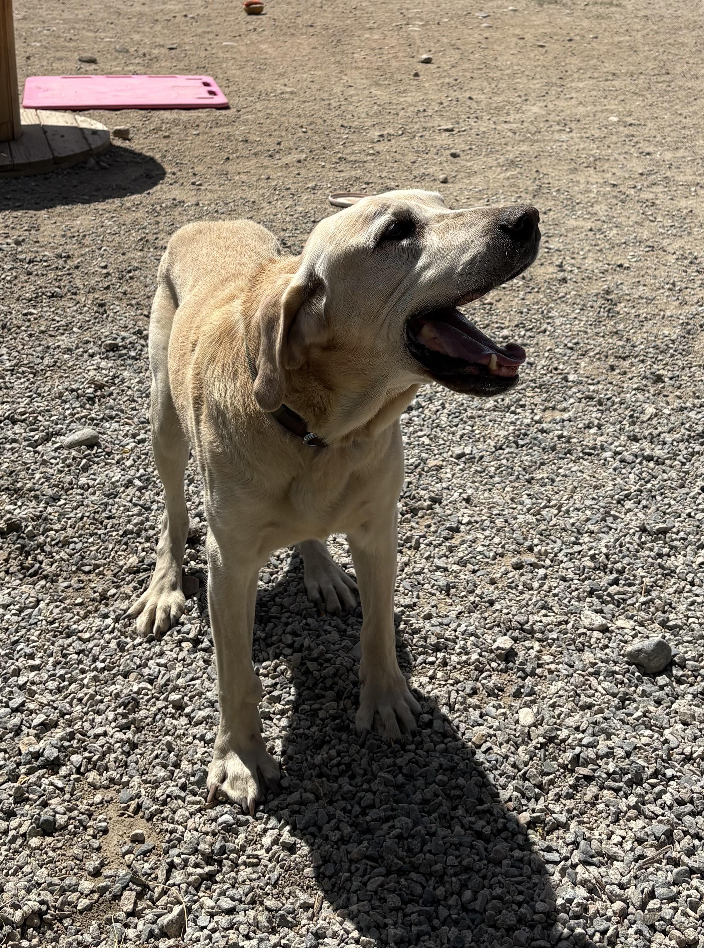 Enlarge Gronk, a ADOPTABLE Yellow Labrador Retriever in Buena Vista, CO image 3/4