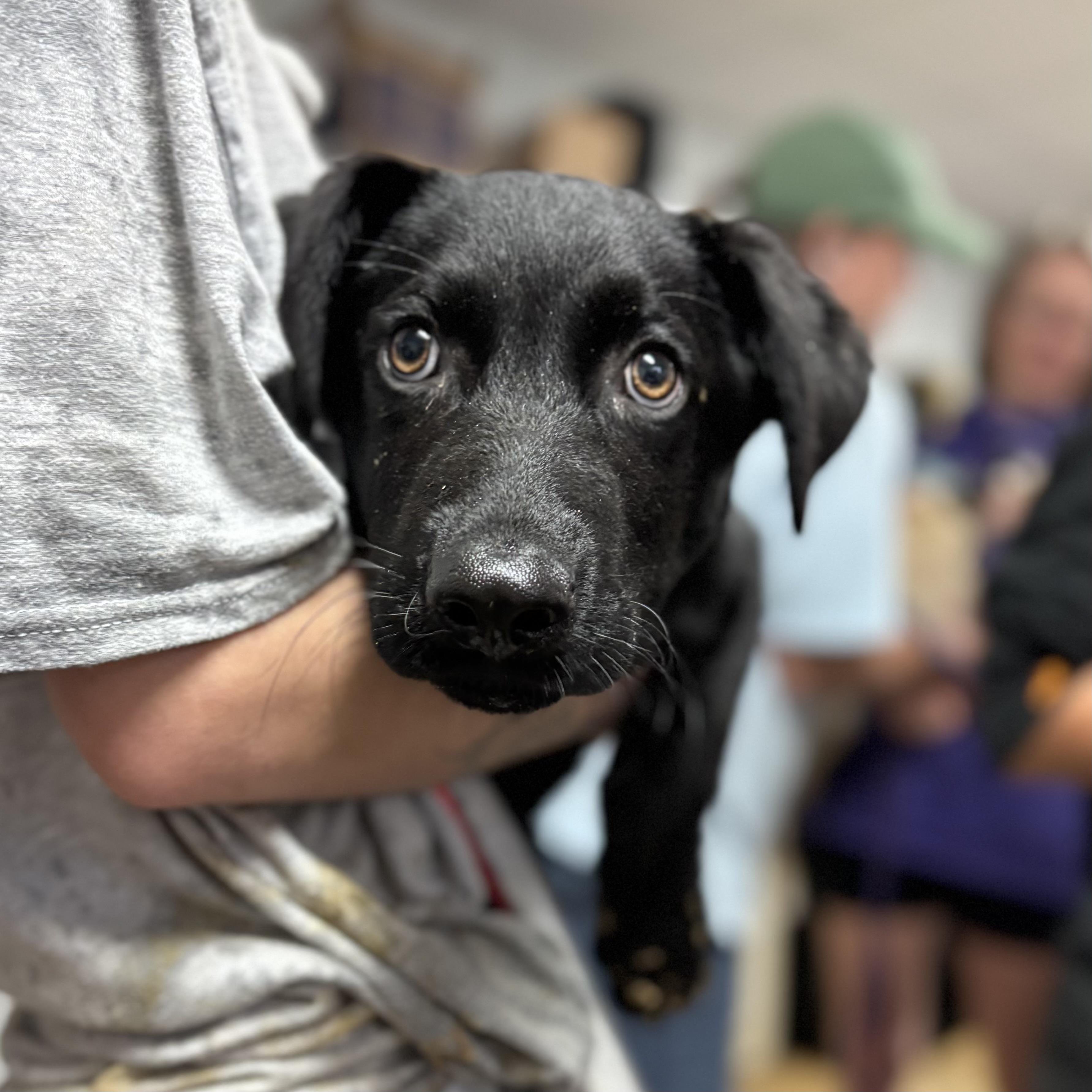 Enlarge Sir Nicholas, an adopted mixed breed in Pound, VA image 4/4