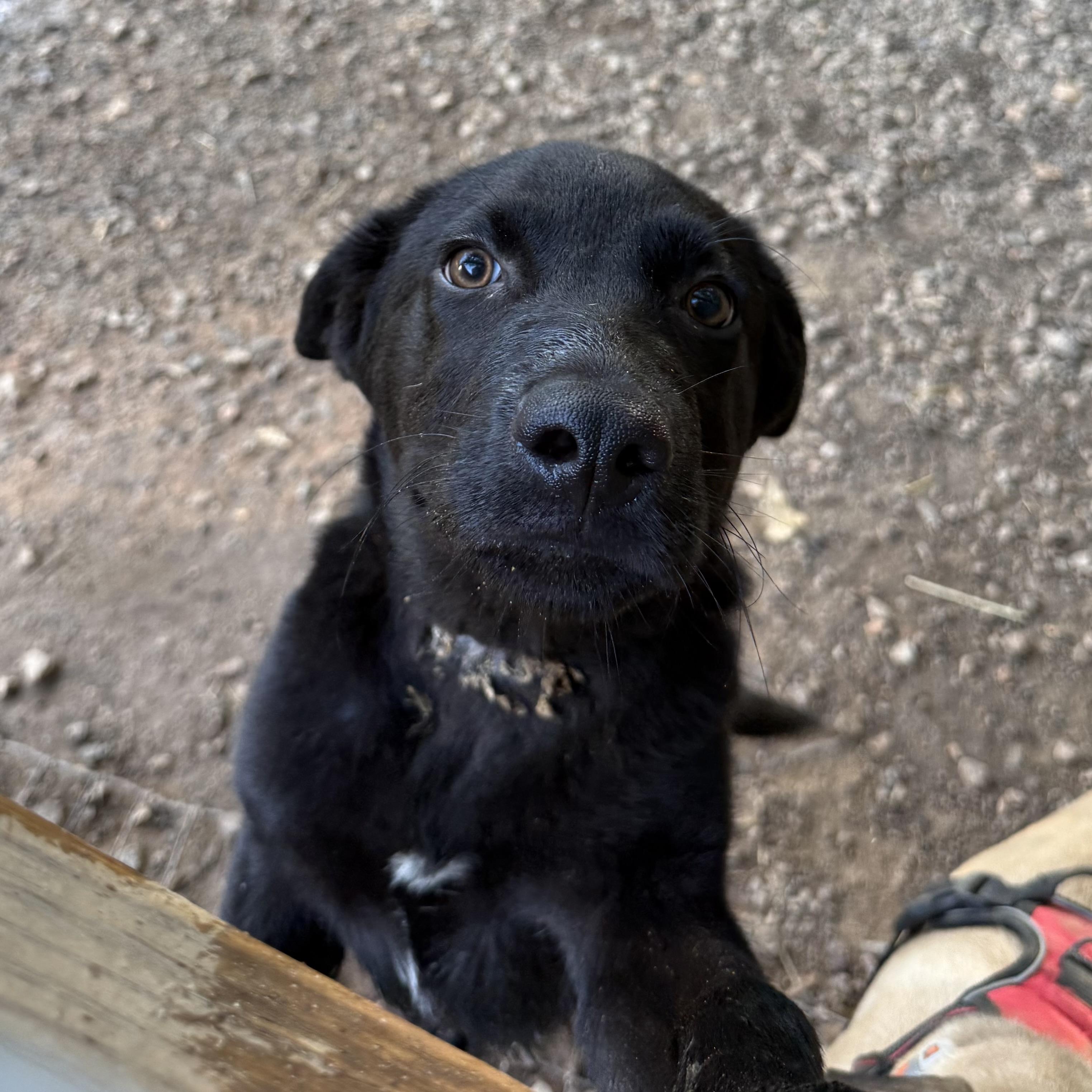 Enlarge Sir Nicholas, an adopted mixed breed in Pound, VA image 1/4
