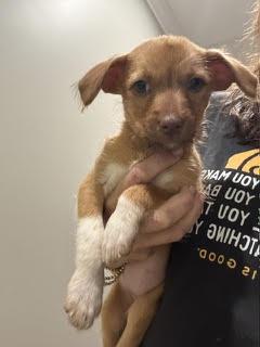 Enlarge Elroy Jetson, a Adopted Terrier in Alpharetta, GA image 1/3