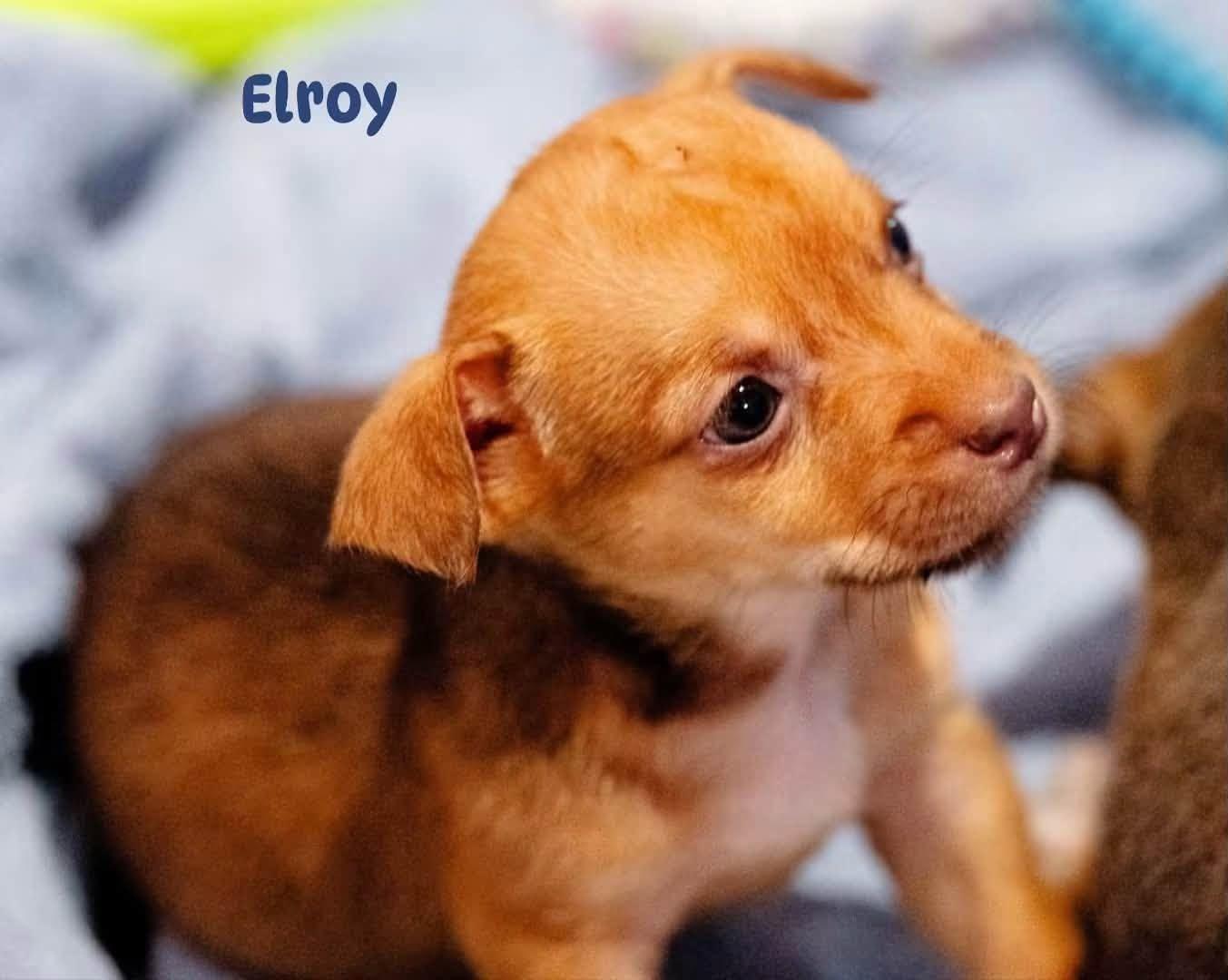 Enlarge Elroy Jetson, a Adopted Terrier in Alpharetta, GA image 2/3