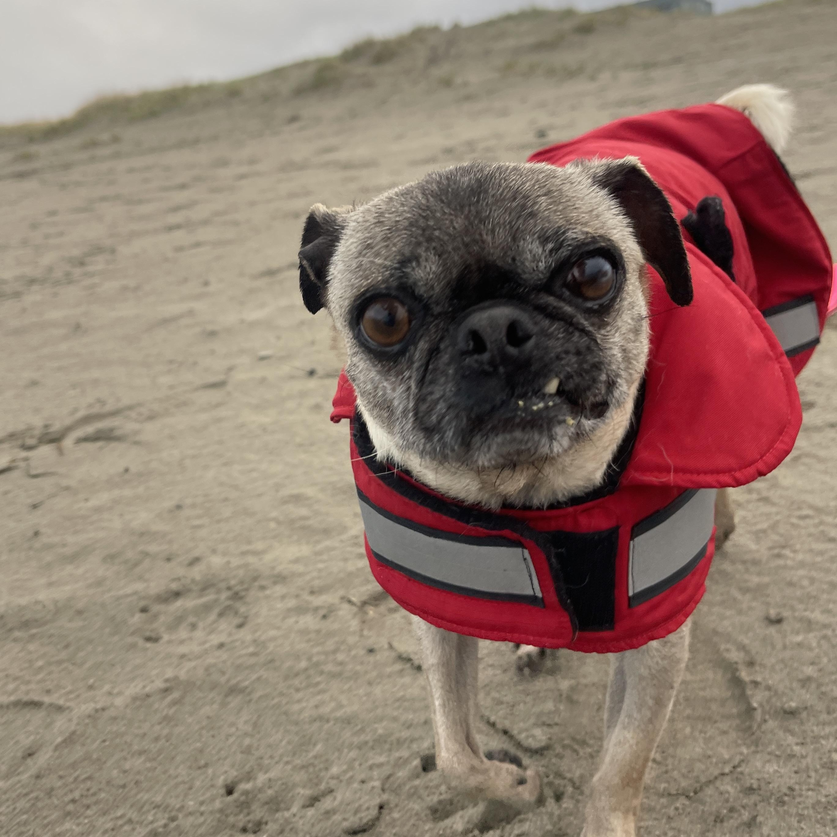 Enlarge Gertie, an adopted Pug in Portland, OR image 2/6