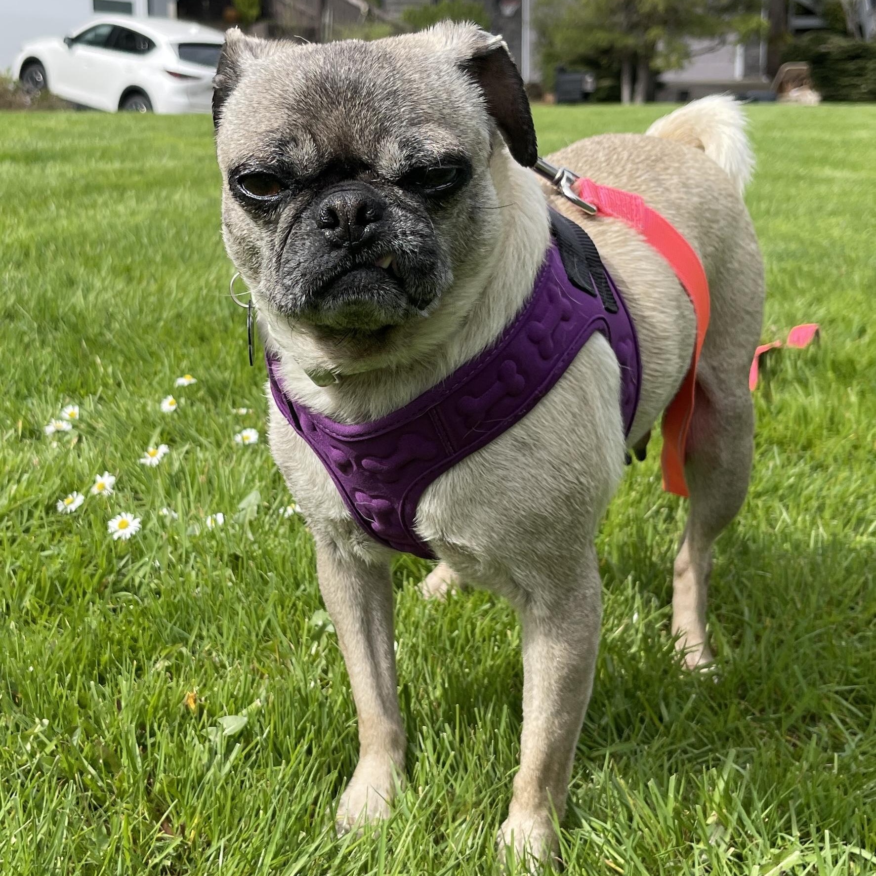 Enlarge Gertie, an adopted Pug in Portland, OR image 5/6