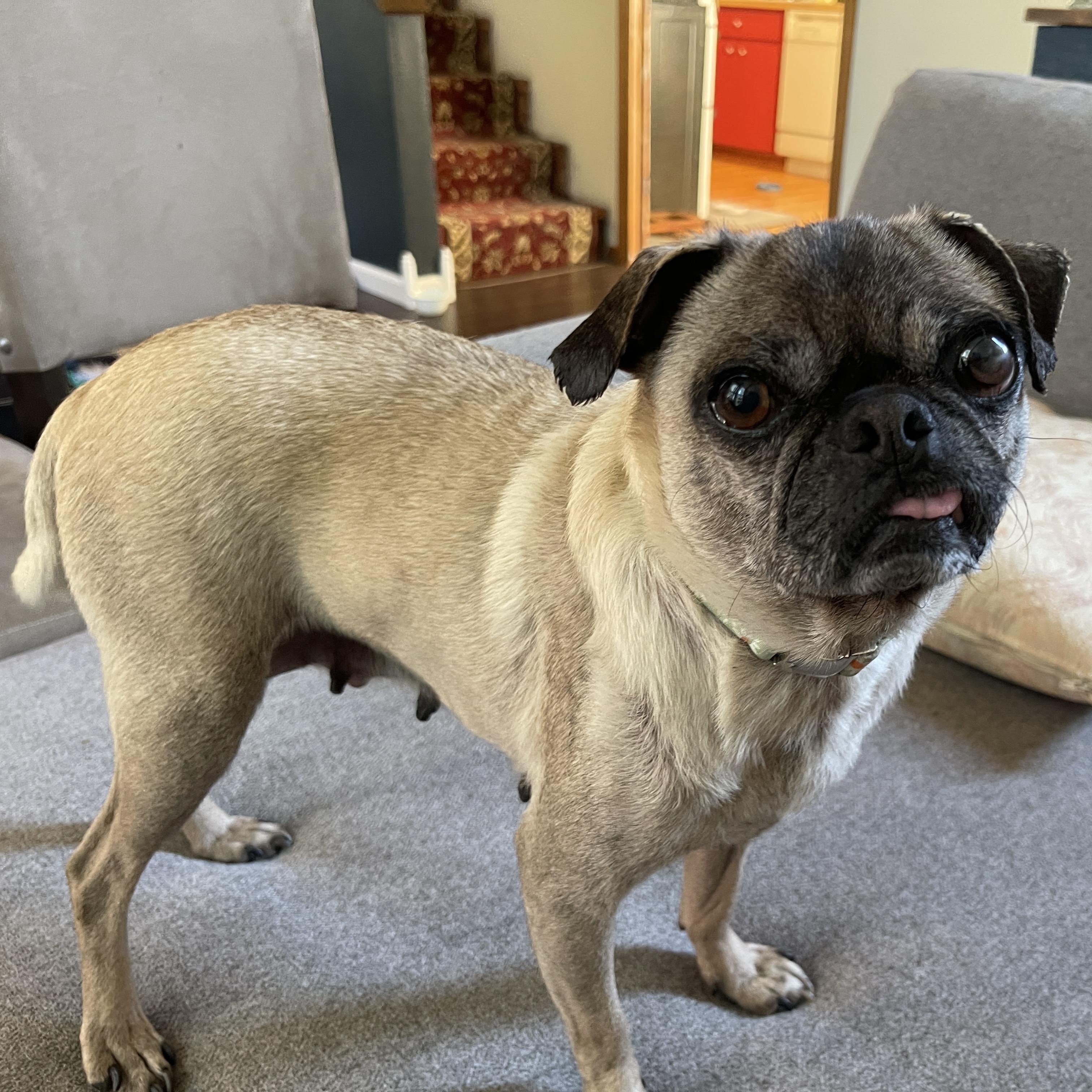 Enlarge Gertie, an adopted Pug in Portland, OR image 4/6