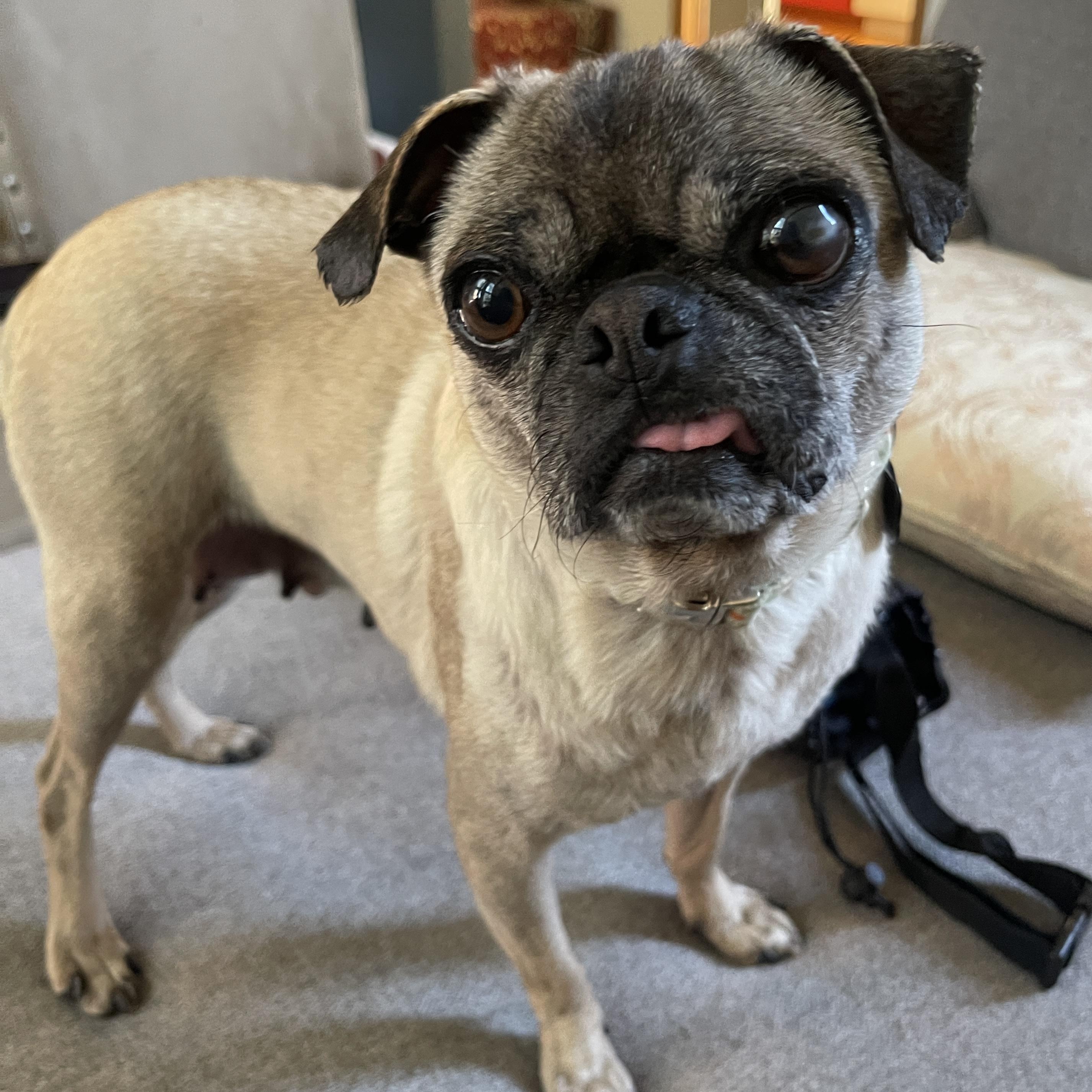 Enlarge Gertie, an adopted Pug in Portland, OR image 1/6