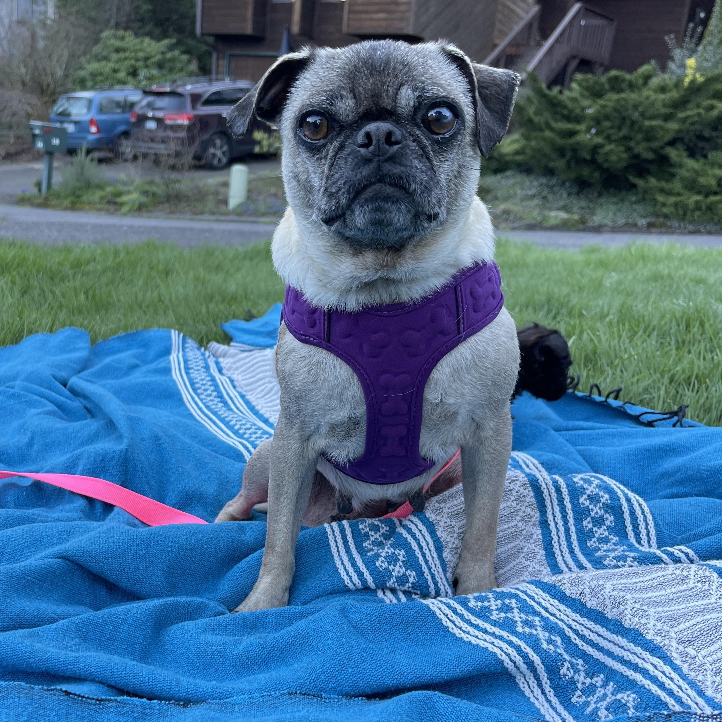 Enlarge Gertie, an adopted Pug in Portland, OR image 3/6