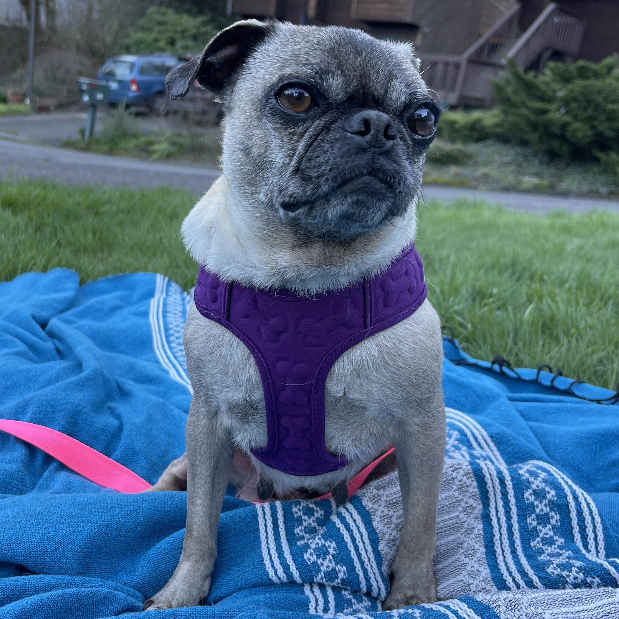 Enlarge Gertie, an adopted Pug in Portland, OR image 6/6