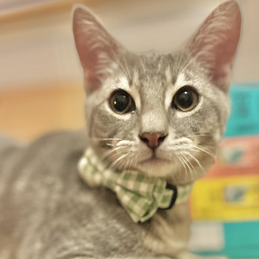Enlarge Apple Jacks in Midlothian, VA, a Adoptable Domestic Short Hair in Richmond, VA image 1/5