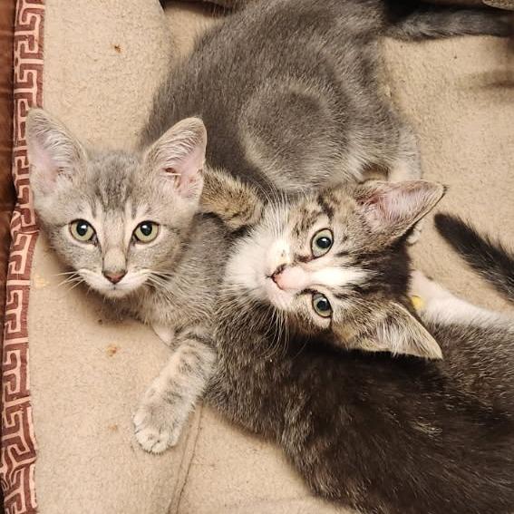 Enlarge Apple Jacks in Midlothian, VA, a Adoptable Domestic Short Hair in Richmond, VA image 2/5