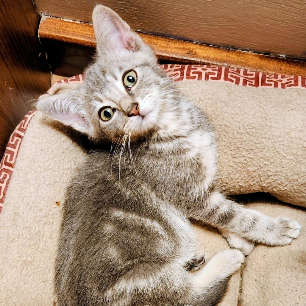 Enlarge Apple Jacks in Midlothian, VA, a Adoptable Domestic Short Hair in Richmond, VA image 3/5