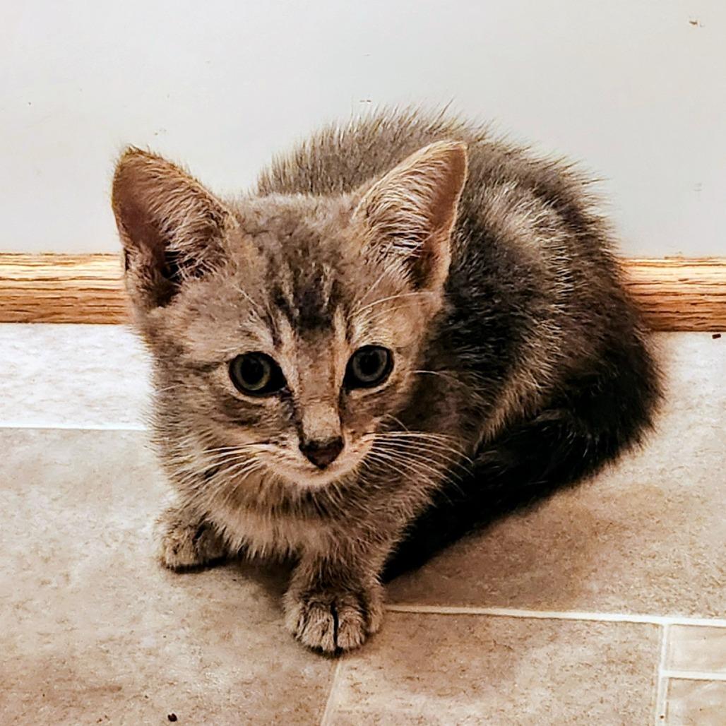 Apple Jacks in Midlothian, VA, Adoptable, Kitten Male Domestic Short Hair.