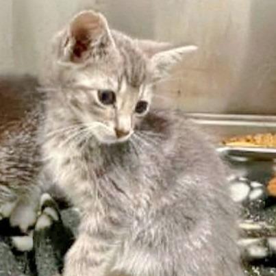 Enlarge Apple Jacks in Midlothian, VA, a Adoptable Domestic Short Hair in Richmond, VA image 4/5