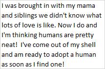 Panther, a Adoptable mixed breed in Libby, MT image 3/3